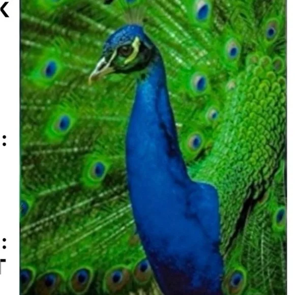 25 10x13 Jungle Poly Mailers Variety Bundle - Picture 4 of 6